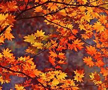 Image result for Autumn Leaves Desktop Wallpaper