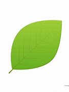 Image result for Leaf for Kids