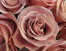 Image result for Dusty Rose Color Flowers