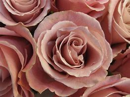 Image result for Dusty Rose Colored Silk Flowers