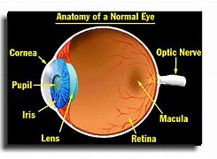 Image result for Normal Eye Anatomy