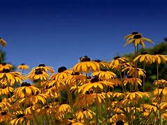 Image result for Black Eyed Susan Desktop Wallpaper