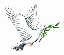 Image result for Dove Carrying Olive Branch