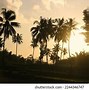 Image result for Beach Plam Tree Silhouette