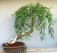 Image result for Weeping Willow Tree Trunk