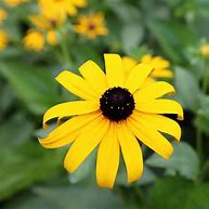 Image result for Black Eyed Susan Desktop Wallpaper