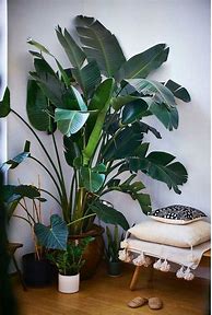 Image result for Leafy Indoor Plants