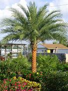 Image result for Palm Tree Christmas Outdoor Wall Hanging