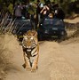 Image result for Rainforest Animals Bengal Tiger