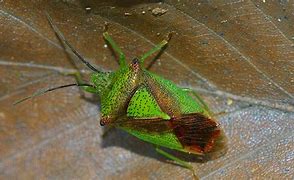 Image result for Oak Leaf Insects