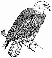 Image result for Free Printable Falcon Coloring Pages