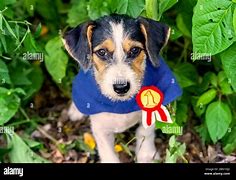 Image result for Cute Puppy Dog Coloring Pages