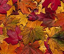 Image result for Fall Foliage Graphics