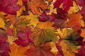 Image result for Fall Foliage Graphics