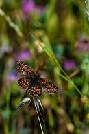 Image result for Brown Flower Background