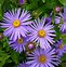 Image result for Perennial Flower Seeds