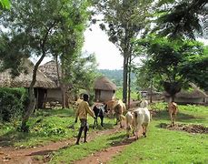 Image result for Livestock