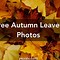 Image result for Photos of Fall Leaves