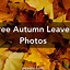 Image result for Single Fall Leaves Image with Different Colors