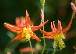 Image result for Yellow Columbine Flower