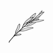 Image result for Willow Tree Branch Illustration