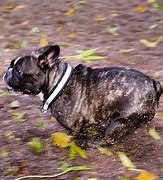 Image result for Frenchie Dog