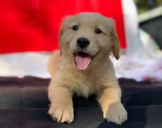 Image result for Australian Shepherd Golden Retriever Mix Puppies