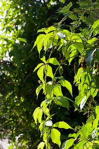 Image result for Climbing Shrubs