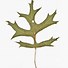 Image result for Oak Leaves