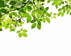 Image result for Android Leaf PNG