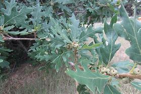 Image result for Bur Oak Twig