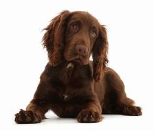 Image result for Cocker Spaniel Dark Brown