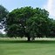 Image result for Giant American Elm Tree