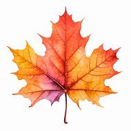 Image result for Japanese Maple Leaf Outline