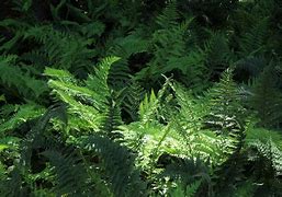 Image result for Ferns for Shade Garden