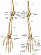 Image result for Radius Ulna Bones