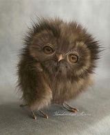 Image result for Super Cute Owls