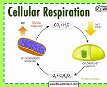 Image result for Cellular Respiration Energy Diagram