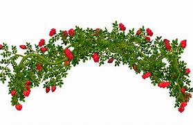 Image result for Pink Rose Vines Clip Art Wreath