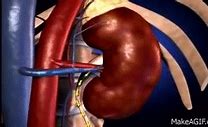 Image result for Urinary System 3D Model Project