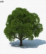 Image result for Tree 3D Model Free