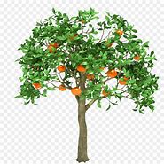 Image result for Orange Tree Clip Art