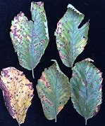 Image result for Elm Tree Leaf Images