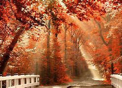 Image result for Free Fall Backgrounds Autumn Trees