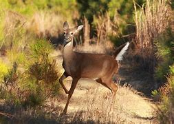 Image result for Deer Vored by T-Rex