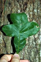 Image result for Post Oak Leaf Designs