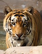 Image result for Bengal Tiger Fighting