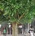 Image result for Large Tree with Branches