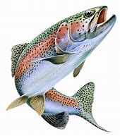 Image result for Jumping Trout Patterns