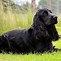 Image result for Cocker Spaniel Black and Gold